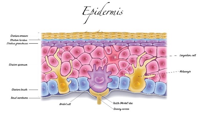 Epidermis, Formación