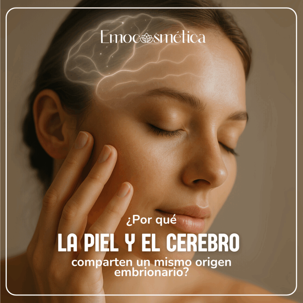 la piel y el cerebro comparten origen embrionario